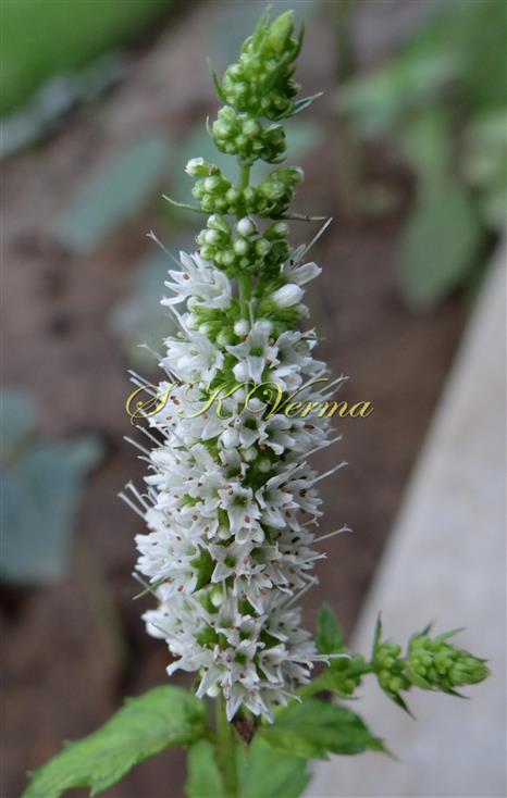  Inflorescence